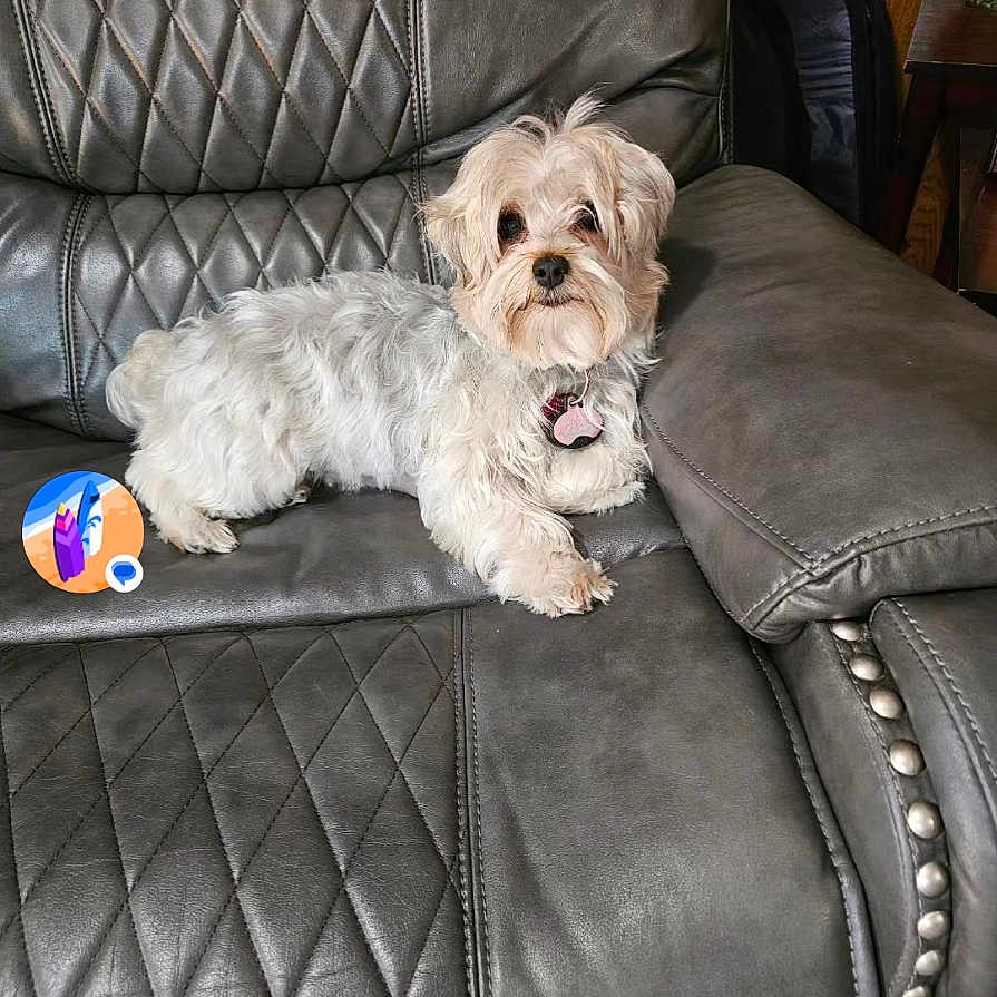 Daisy is registered to the contest to win money with this photo: animal, canine, collar, comfortable, couch, cute, dog, domestic_animal, fur, furniture, home, indoor, leather, living_room, pet, portrait, relaxed, resting, small_dog, white_fur