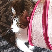 Stella is registered to the contest to win money with this photo: cat, tabby_cat, curious, fabric_tunnel, pink, white, rug, patterned_rug, indoor, pet, whiskers, paw, feline, animal, playful, close_up, side_view, domestic_cat, alert, young_cat