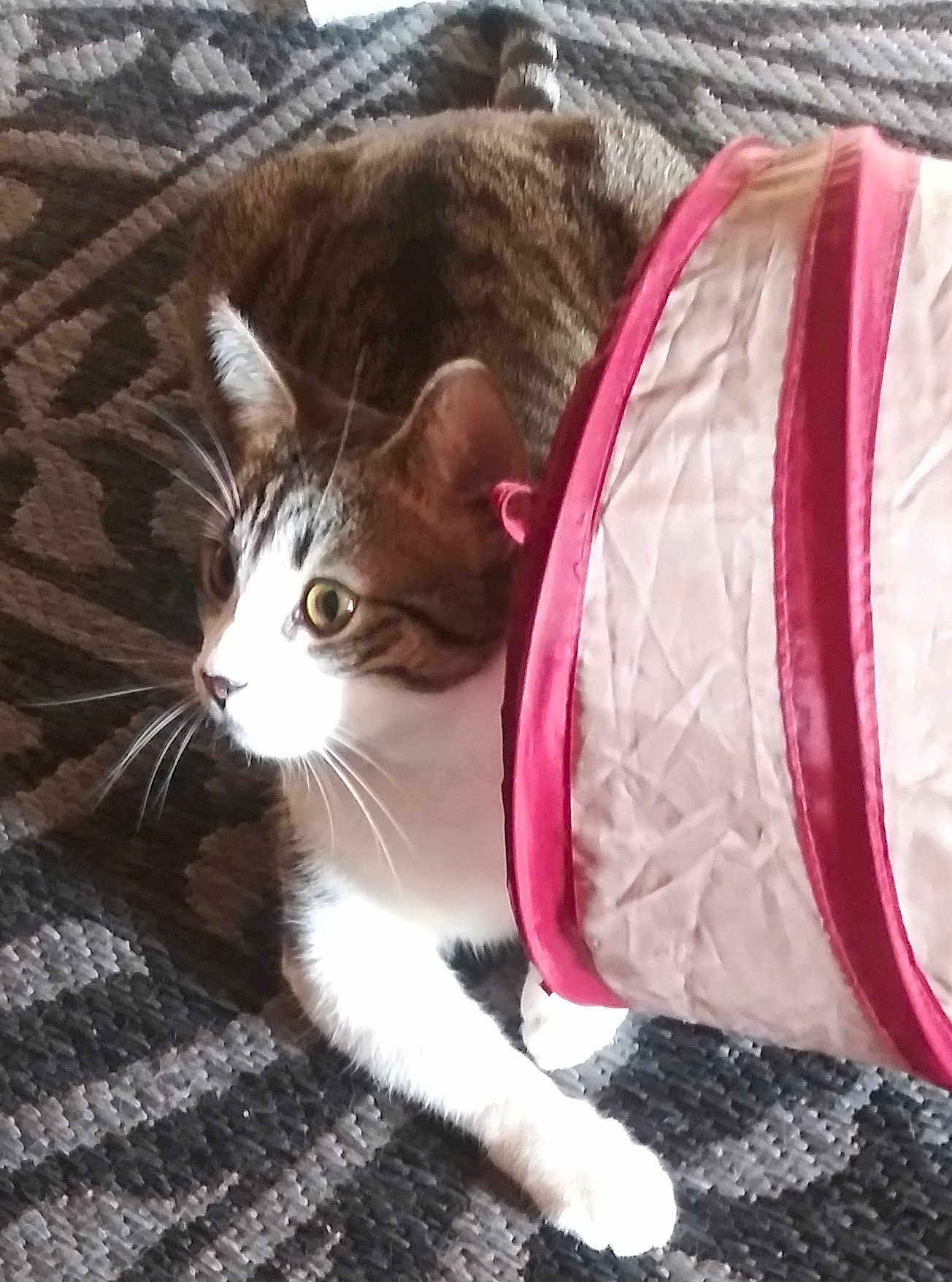 Stella