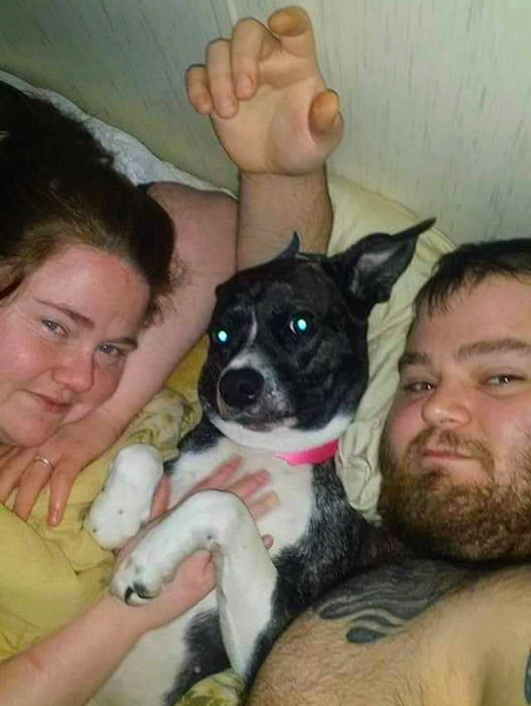 Sweet Pea is registered to the contest to win money with this photo: beard, canidae, carnivore, comfort, companion_dog, dog, dog_breed, ear, fawn, fun, fur, gesture, happy, lap, moustache, skin, smile, snout, sporting_group, working_animal