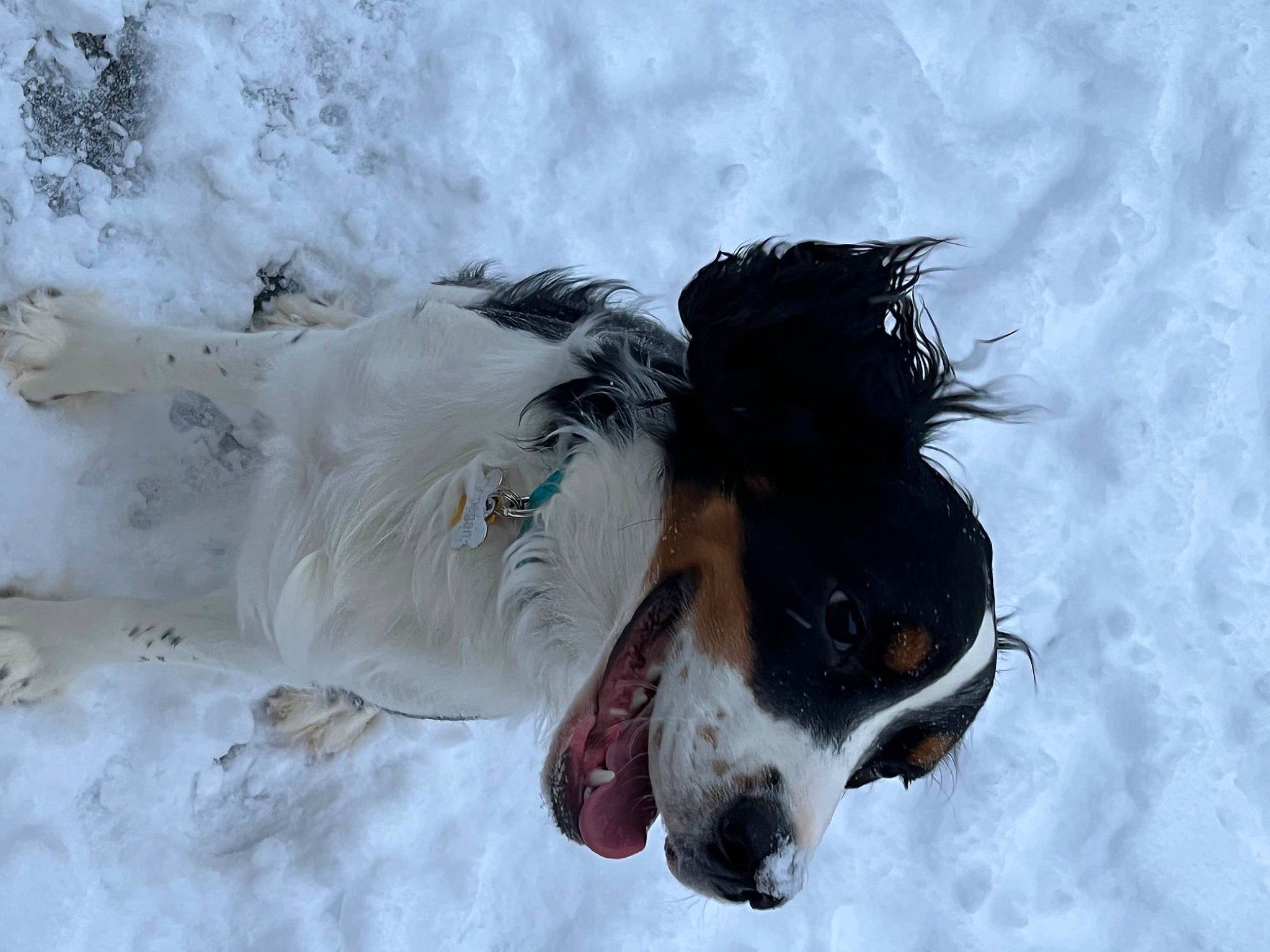 Finnegan joined the competition — help win amazing prizes! canidae, carnivore, collar, companion_dog, dog, dog_breed, dog_collar, dog_supply, freezing, fur, horse, liver, recreation, snout, snow, sporting_group, tail, whiskers, winter, working_animal