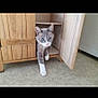 animal, box, cabinet, cat, closet, crate, cupboard, drawer, furniture, hardwood, indoors, interiordesign, kitten, manx, pet, plywood, shelf, sideboard, wardrobe, wood