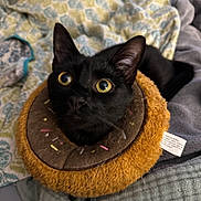 Data joined the competition — help win amazing prizes! black_cat, cat, pet, animal, donut_collar, plush, yellow_eyes, curious, close_up, indoor, blanket, patterned_blanket, fur, whiskers, ears, cozy, cute, domestic_cat, soft, resting
