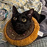 black_cat, cat, pet, animal, donut_collar, plush, yellow_eyes, curious, close_up, indoor, blanket, patterned_blanket, fur, whiskers, ears, cozy, cute, domestic_cat, soft, resting