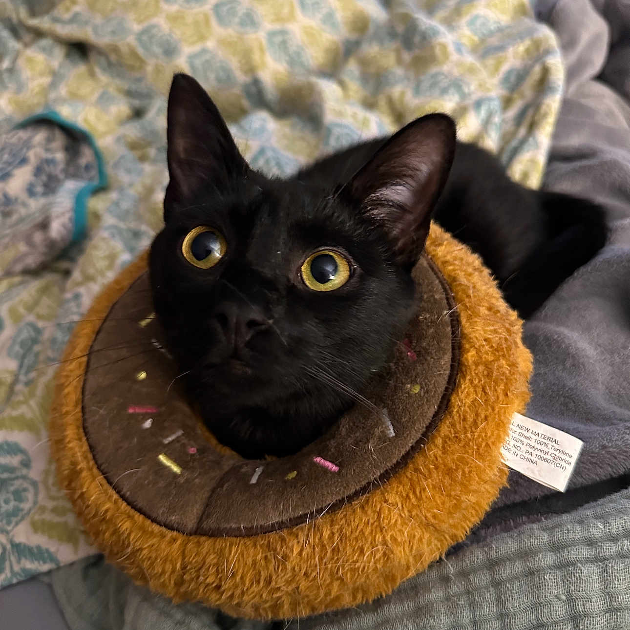 Data joined the competition — help win amazing prizes! black_cat, cat, pet, animal, donut_collar, plush, yellow_eyes, curious, close_up, indoor, blanket, patterned_blanket, fur, whiskers, ears, cozy, cute, domestic_cat, soft, resting