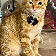 Mr Mystic is registered to the contest to win money with this photo: cat, orange_tabby, pet, sitting, necklace, bow, indoor, feline, fur, whiskers, tail, paws, closeup, animal, cute, domestic_cat, portrait, looking_at_camera, furniture, cozy