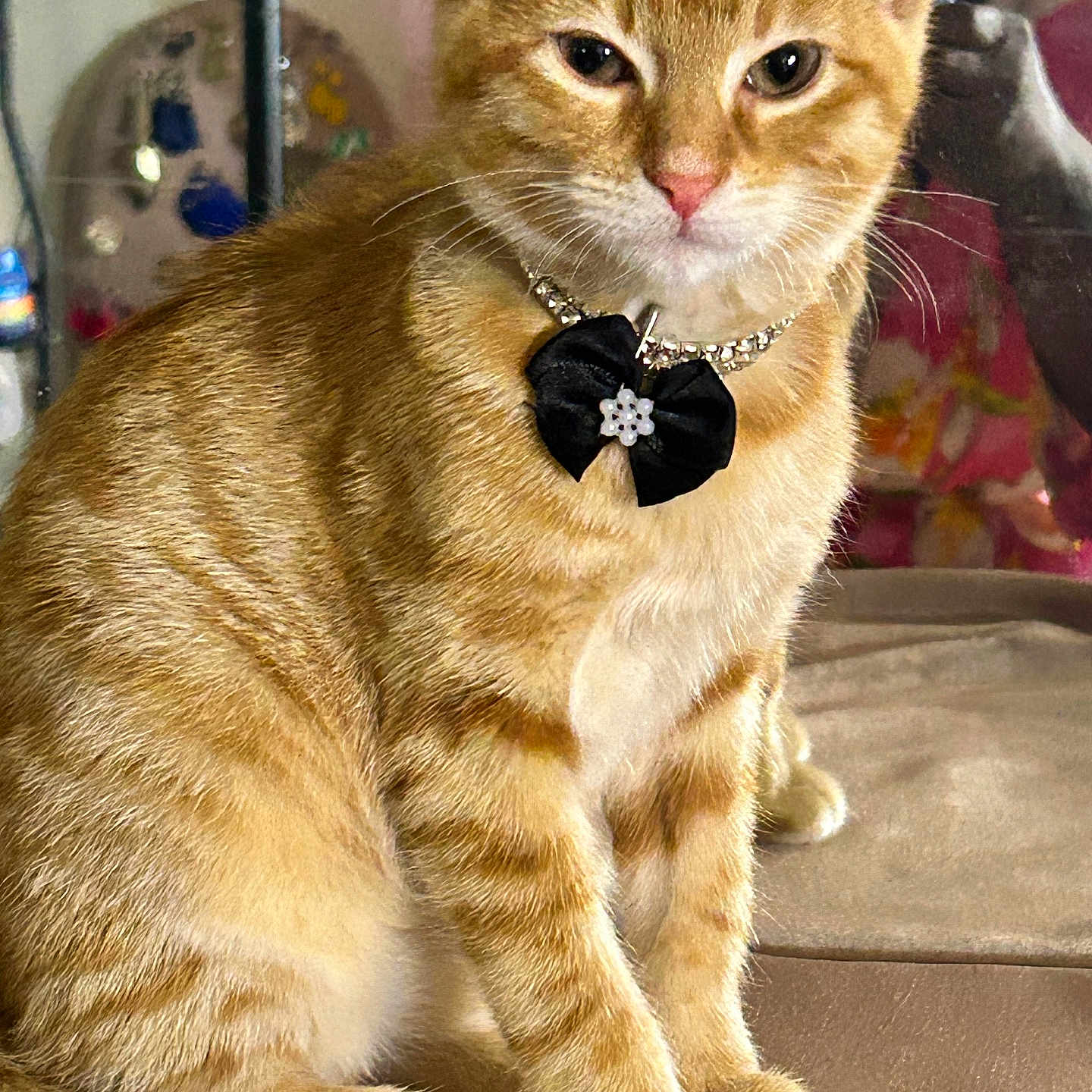 Mr Mystic is registered to the contest to win money with this photo: animal, bow, cat, closeup, cozy, cute, domestic_cat, feline, fur, furniture, indoor, looking_at_camera, necklace, orange_tabby, paws, pet, portrait, sitting, tail, whiskers