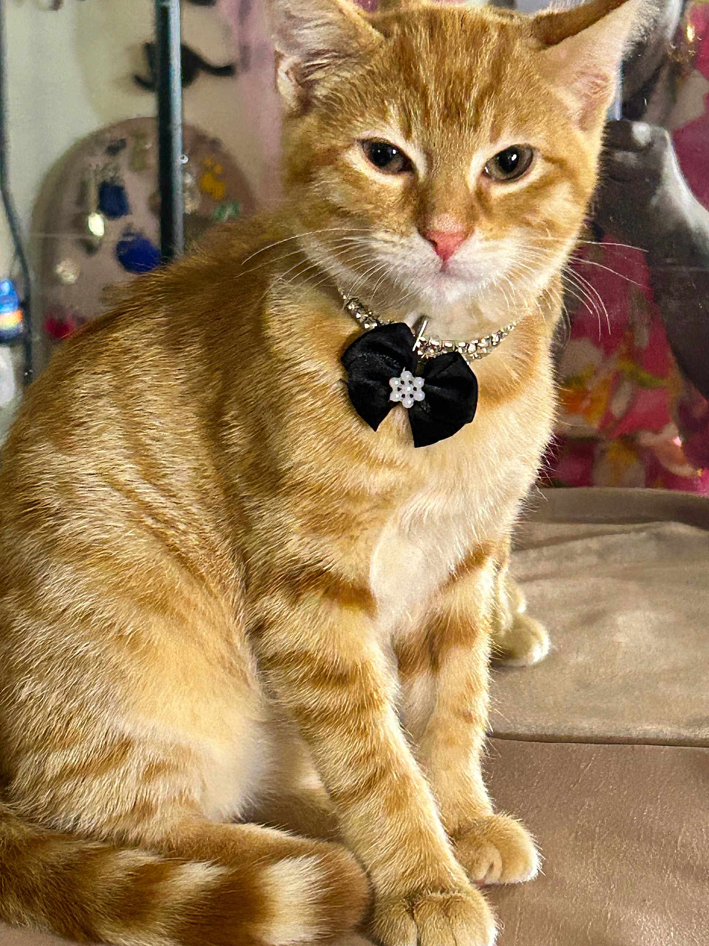 Mr Mystic is registered to the contest to win money with this photo: cat, orange_tabby, pet, sitting, necklace, bow, indoor, feline, fur, whiskers, tail, paws, closeup, animal, cute, domestic_cat, portrait, looking_at_camera, furniture, cozy