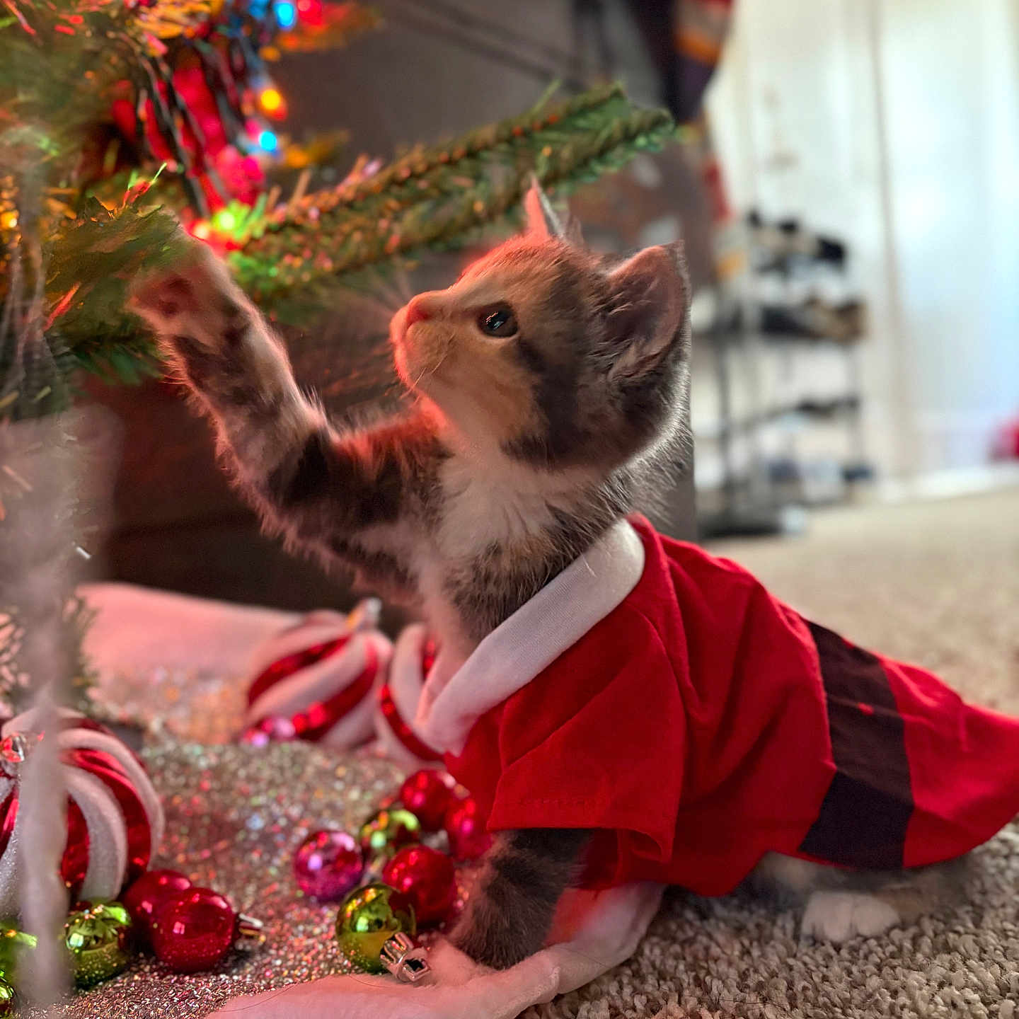 Pumpkin is registered to the contest to win money with this photo: animal, carpet, cat, christmas_lights, christmas_tree, colorful_lights, curious, decorations, festive, furry, holiday, holiday_season, indoor, kitten, ornaments, pet, playful, red_clothing, small_cat, tree_skirt