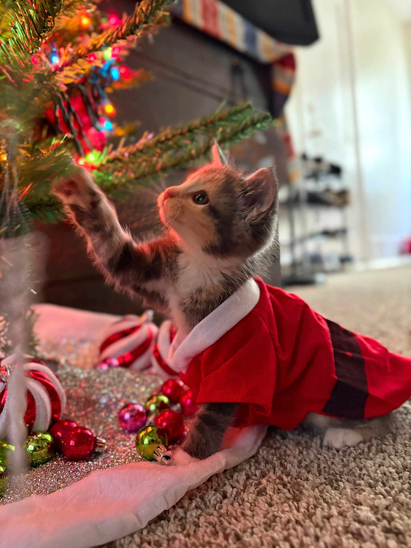 Pumpkin is registered to the contest to win money with this photo: kitten, cat, christmas_tree, christmas_lights, holiday, ornaments, carpet, red_clothing, festive, indoor, decorations, curious, pet, animal, holiday_season, tree_skirt, colorful_lights, small_cat, playful, furry