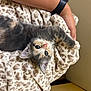 kitten, cat, animal, feline, pet, fluffy, soft, blanket, leopard_print, pattern, hand, wristband, cozy, cute, indoor, resting, young, fur, comfortable, curious