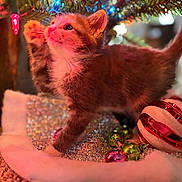 Pumpkin joined the competition — help win amazing prizes! kitten, cat, christmas_tree, christmas_lights, ornaments, holiday, festive, decorations, carpet, tree_skirt, cute, pet, feline, playful, indoor, closeup, colorful, small, young, curious