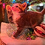 kitten, cat, christmas_tree, christmas_lights, ornaments, holiday, festive, decorations, carpet, tree_skirt, cute, pet, feline, playful, indoor, closeup, colorful, small, young, curious