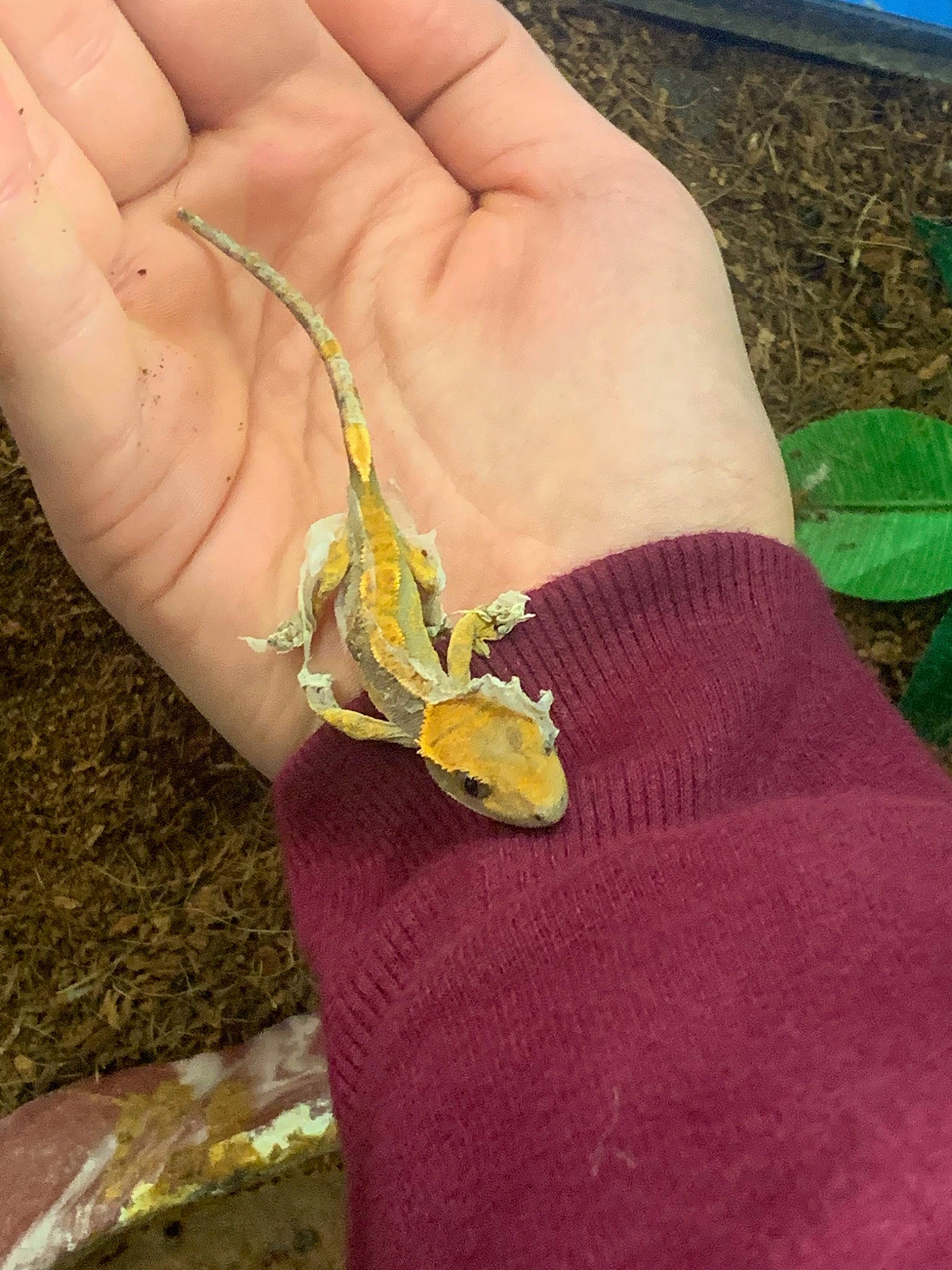 Clay joined the competition — help win amazing prizes! _anole, anole, emperor_moths, finger, hand, lizard, nepenthes, plant, reptile, scaled_reptile, thumb