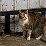 cat, calico, animal, barn, hay, dirt_floor, wooden_beam, rustic, feline, pet, curious, standing, outdoor, brown, white, orange, striped, whiskers, ears, tail