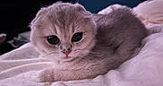 Raya is registered to the contest to win money with this photo: cat, kitten, feline, fluffy, fur, gray, pink, eyes, whiskers, nose, face, animal, pet, sleeping, lying_down, blanket, bed, indoors, close_up, portrait
