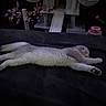 Raya is registered to the contest to win money with this photo: cat, sleeping, stretched, lying_down, cream_fur, indoor, blanket, bed, cat_tree, pet, relaxed, nap, fluffy, animal, whiskers, paws, tail, dark_background, toy, cozy