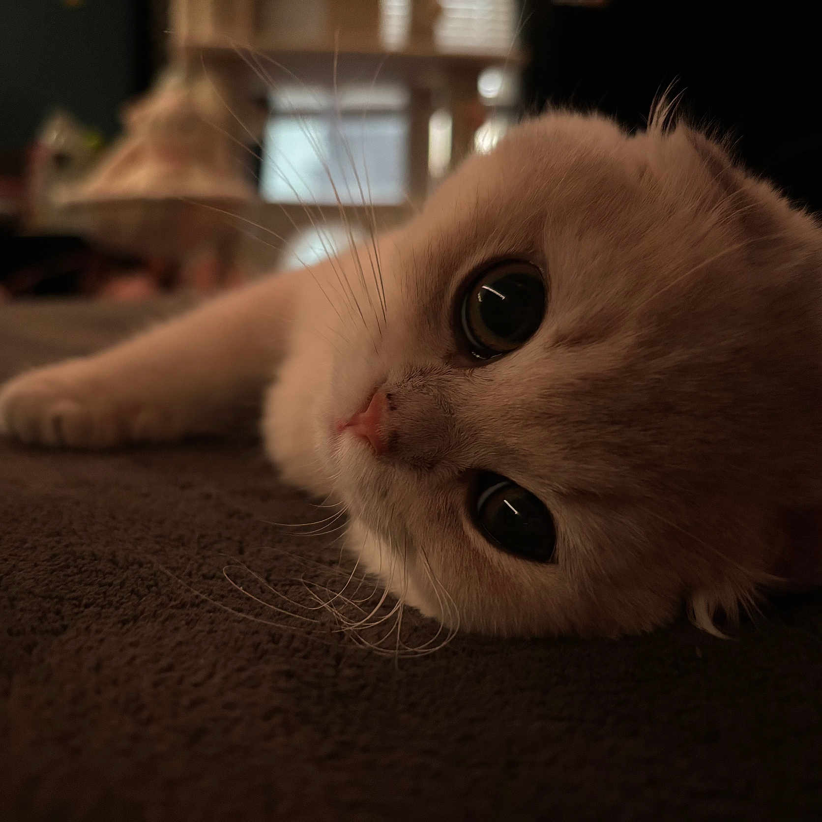 Raya