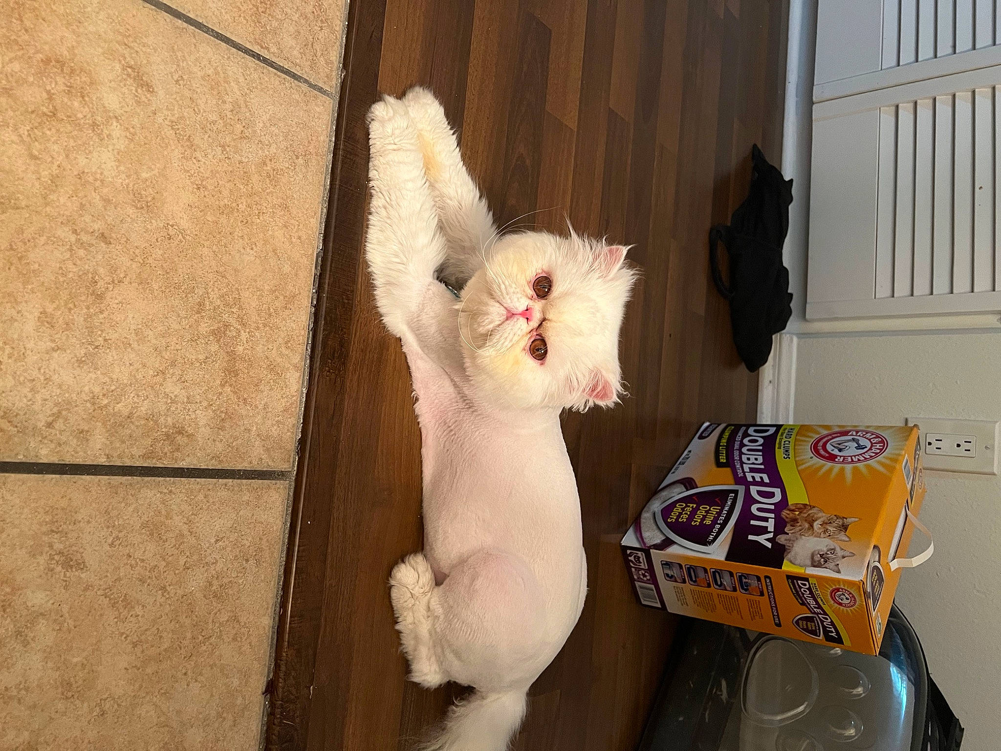 Kiwi joined the competition — help win amazing prizes! carnivore, cat, cat_supply, door, fawn, felidae, fur, small_to_medium_sized_cats, tail, toy, whiskers, wood