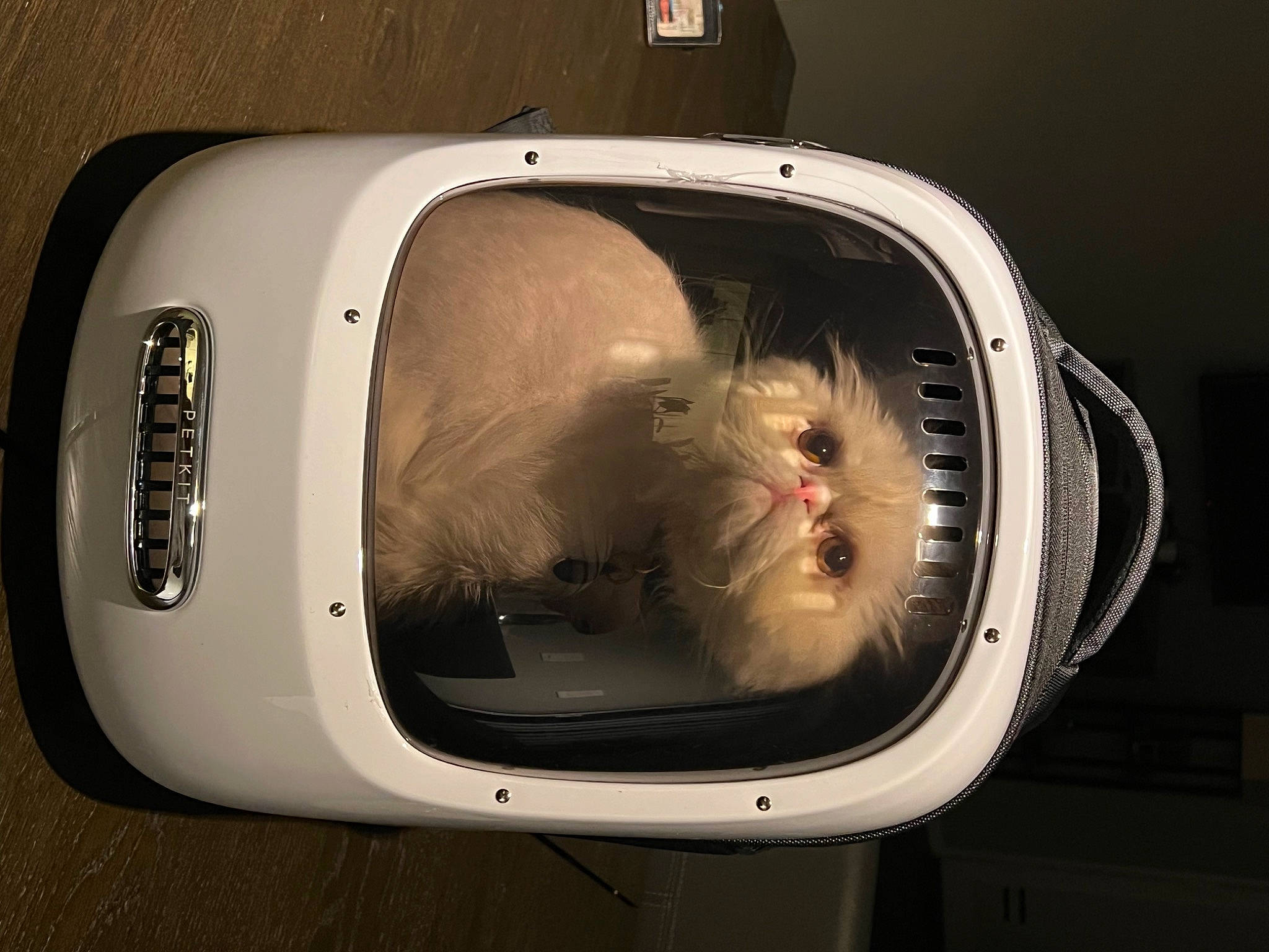 Kiwi is registered to the contest to win money with this photo: auto_part, automotive_design, automotive_exterior, automotive_fog_light, automotive_lighting, bumper, car, carnivore, companion_dog, dog, family_car, fender, gadget, gas, hood, luxury_vehicle, motor_vehicle, personal_luxury_car, vehicle, vehicle_door