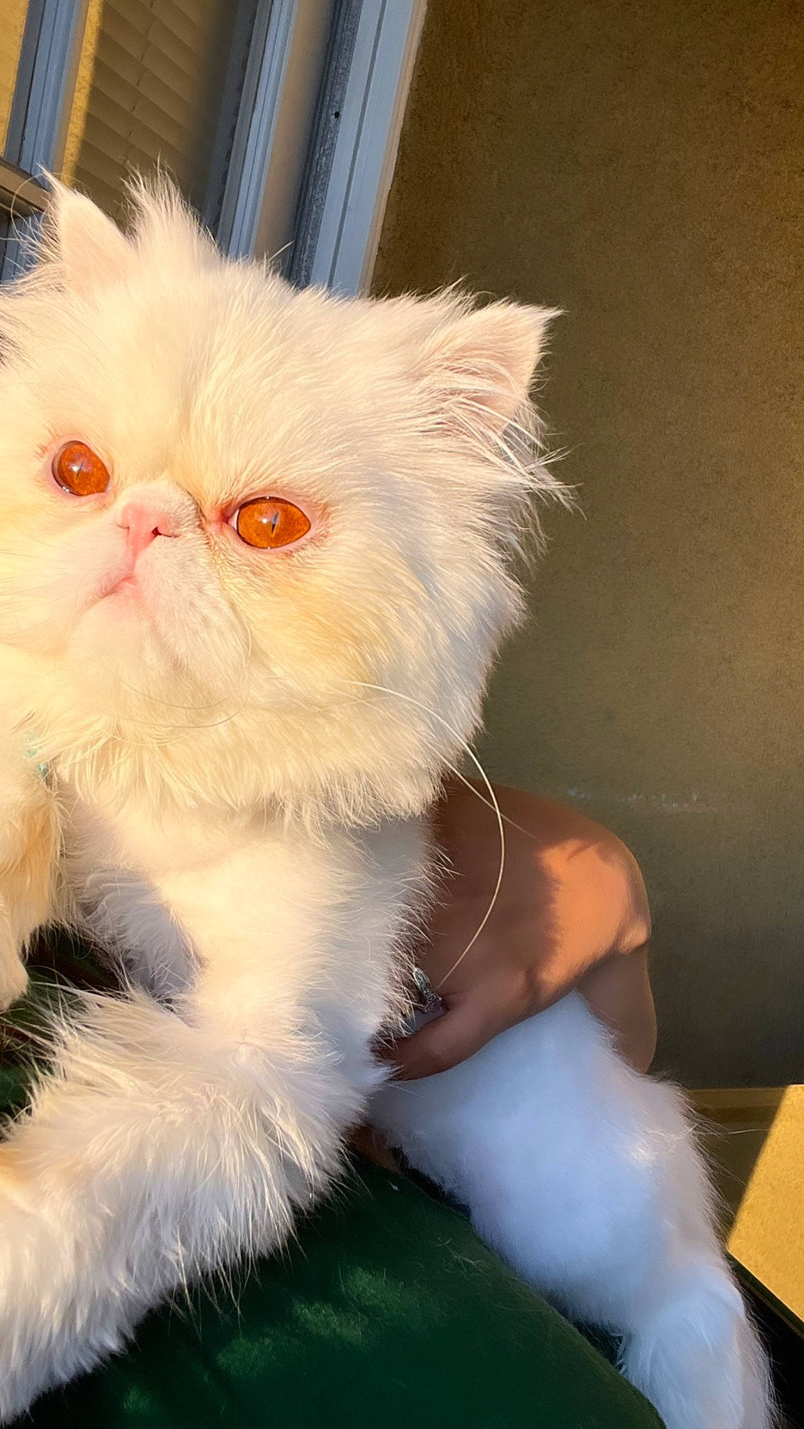 Kiwi joined the competition — help win amazing prizes! carnivore, cat, claw, fawn, felidae, fruit, fur, paw, persian, plant, small_to_medium_sized_cats, snout, tail, terrestrial_animal, whiskers