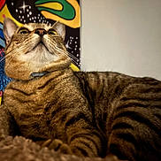 Honey joined the competition — help win amazing prizes! cat, tabby, pet, feline, indoor, animal, striped, fur, cozy, bed, colorful_background, tapestry, curious, looking_up, whiskers, ears, closeup, portrait, relaxed, domestic