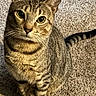 Honey is registered to the contest to win money with this photo: cat, tabby_cat, pet, animal, feline, indoor, carpet, whiskers, fur, looking_up, curious, sitting, striped, domestic_cat, closeup, mammal, cute, eyes, paw, tail