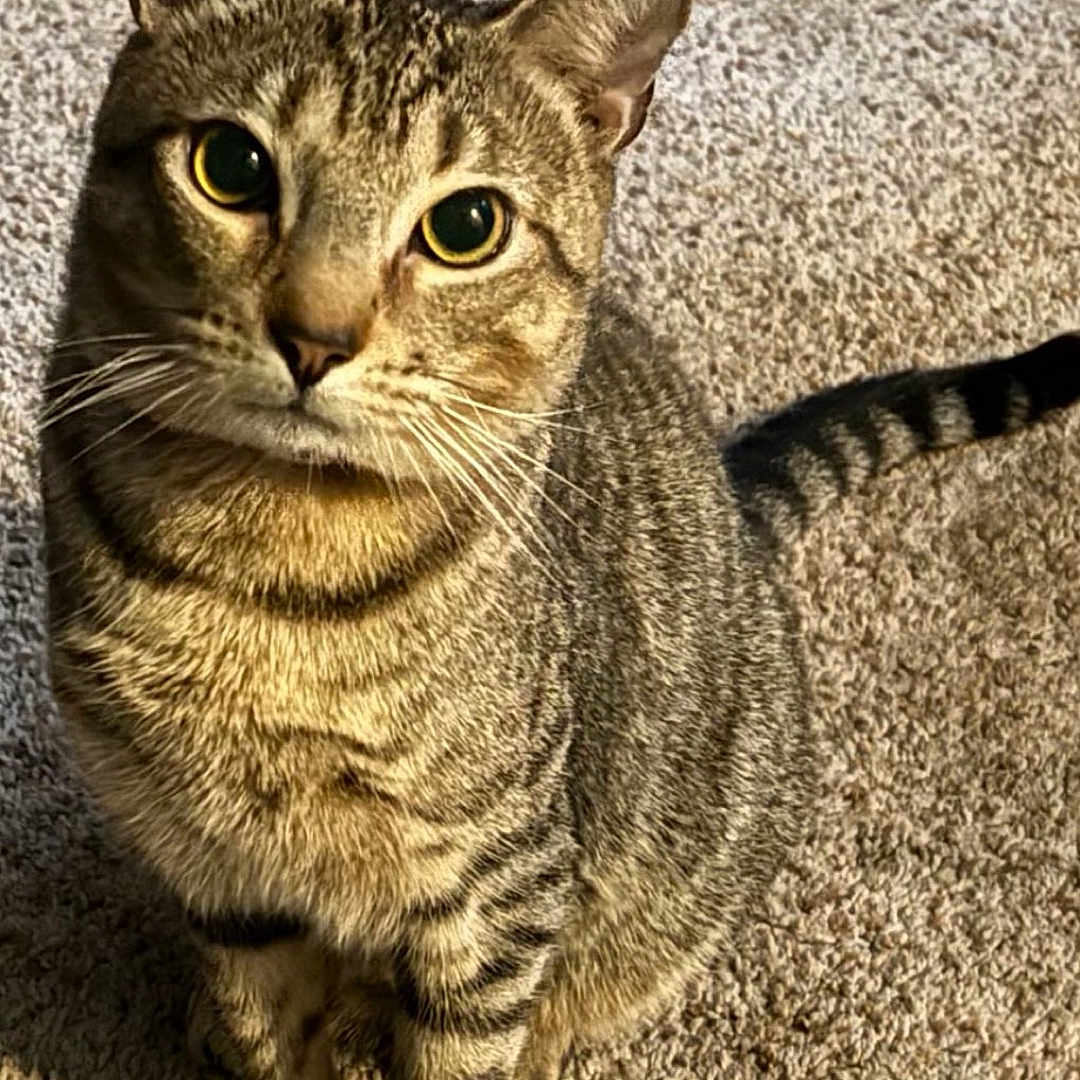 Honey is registered to the contest to win money with this photo: cat, tabby_cat, pet, animal, feline, indoor, carpet, whiskers, fur, looking_up, curious, sitting, striped, domestic_cat, closeup, mammal, cute, eyes, paw, tail