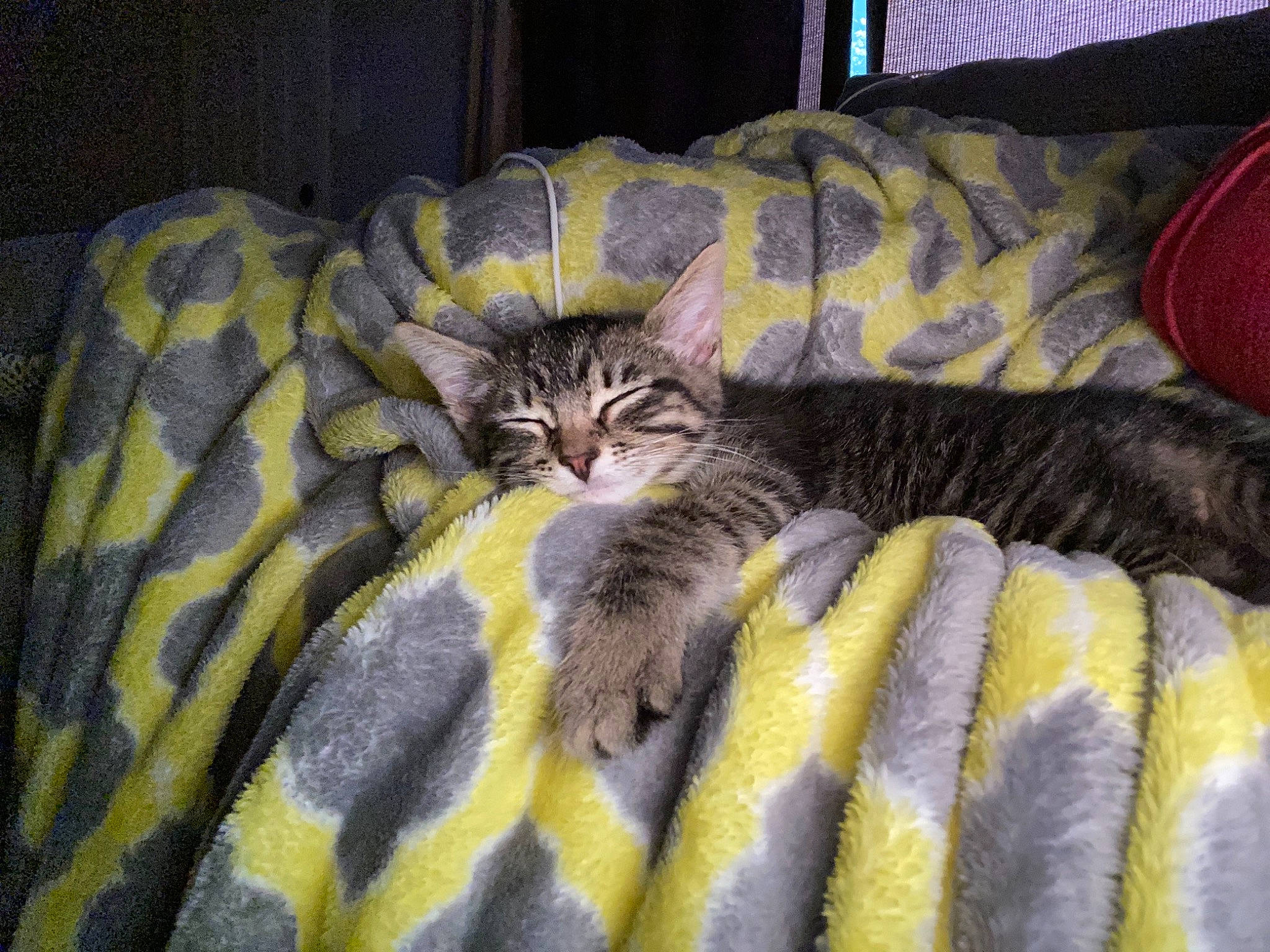 Cyrus joined the competition — help win amazing prizes! bed, bedding, bengal_tiger, carnivore, cat, cat_bed, comfort, couch, domestic_short_haired_cat, felidae, fur, furniture, linens, nap, room, small_to_medium_sized_cats, snout, tail, terrestrial_animal, whiskers