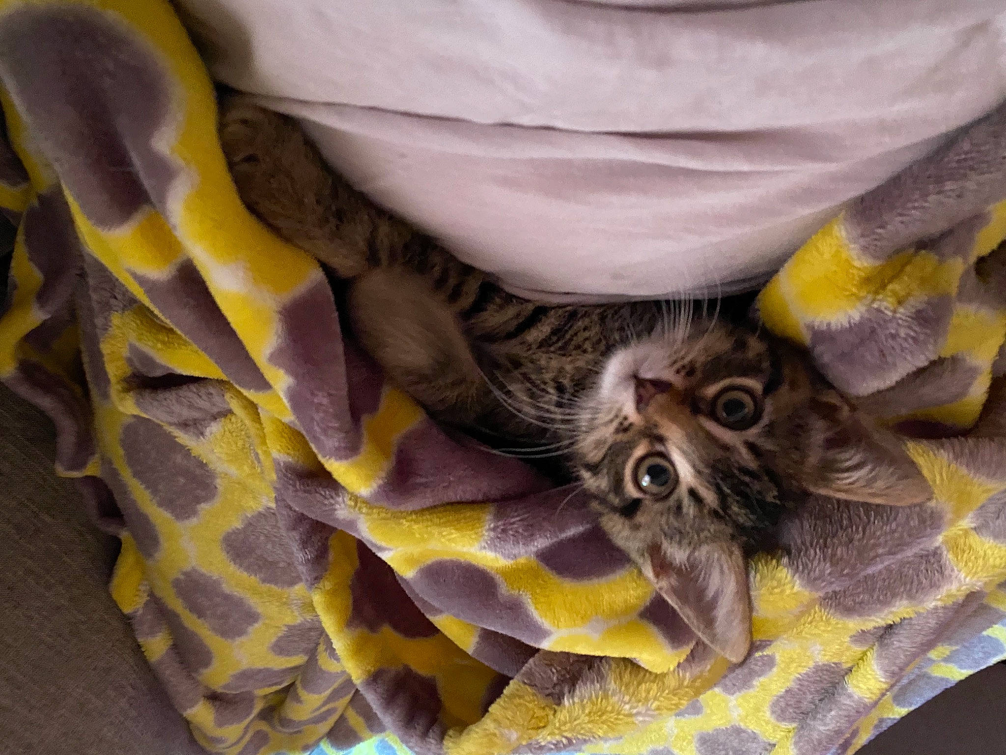 Cyrus is registered to the contest to win money with this photo: bed_sheet, bedding, carnivore, cat, comfort, feather, felidae, fur, grey, linens, pattern, sleeve, small_to_medium_sized_cats, terrestrial_animal, whiskers, wildlife, yellow