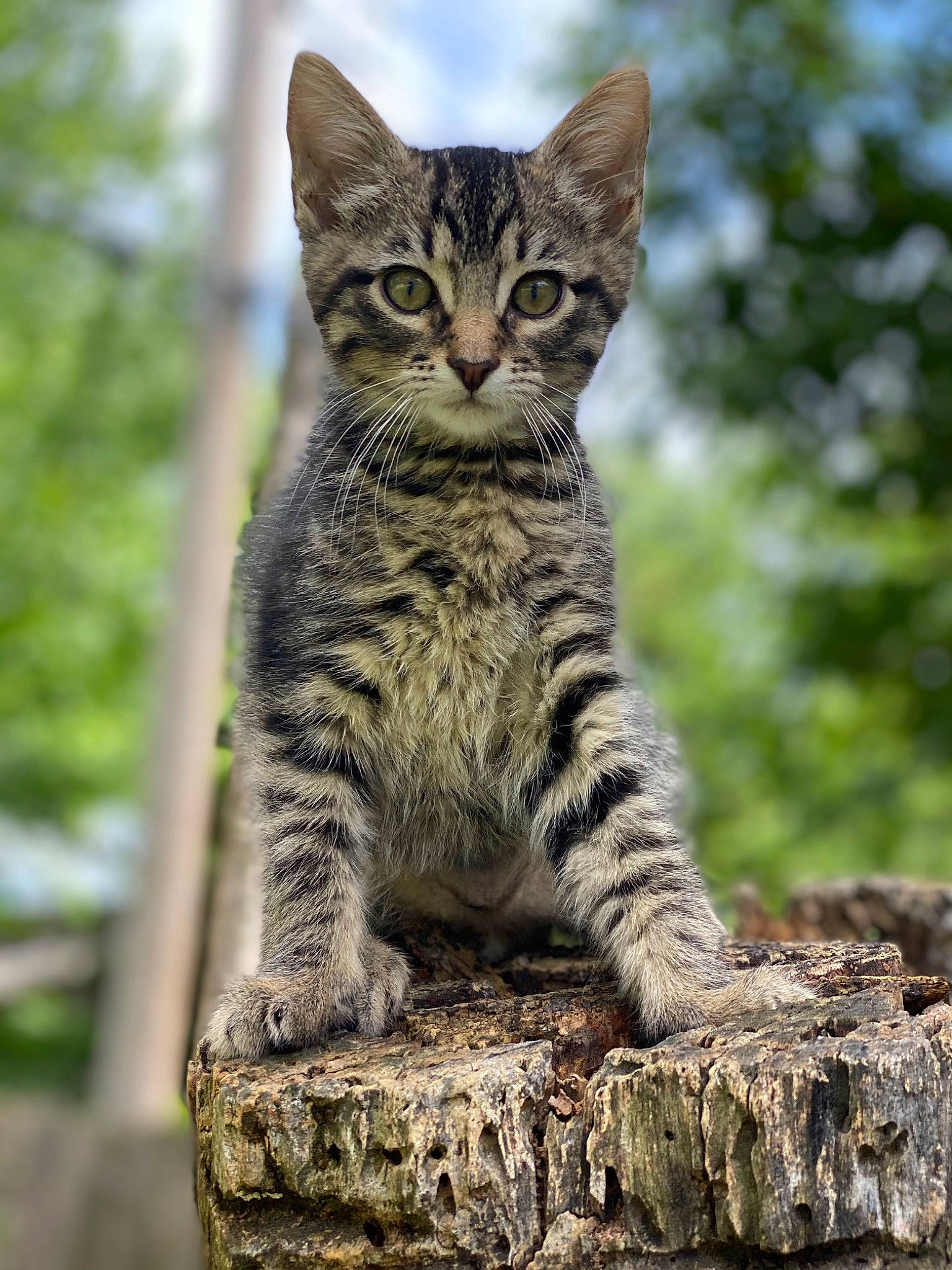 Cyrus joined the competition — help win amazing prizes! balance, bedrock, carnivore, cat, domestic_short_haired_cat, felidae, fur, grass, rock, sky, small_to_medium_sized_cats, snout, tail, terrestrial_animal, tree, trunk, whiskers, wildlife, wood