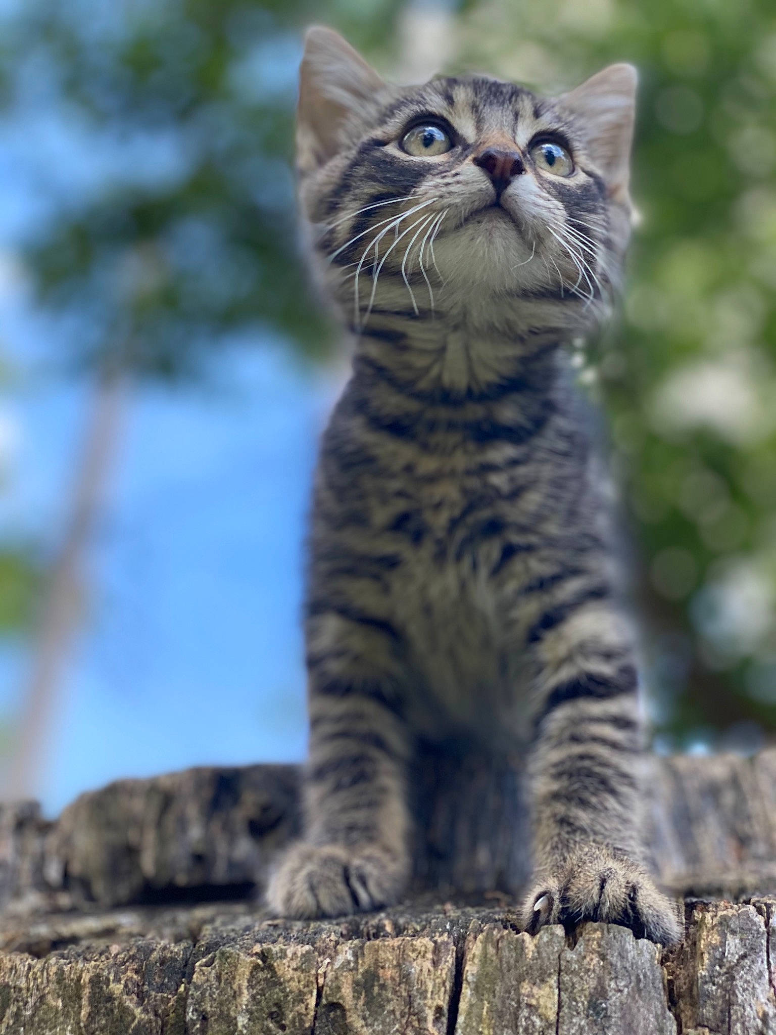 Cyrus is registered to the contest to win money with this photo: bobcat, carnivore, cat, domestic_short_haired_cat, fawn, felidae, fur, grass, lynx, organism, paw, plant, sky, small_to_medium_sized_cats, snout, tail, terrestrial_animal, tree, whiskers, wildlife