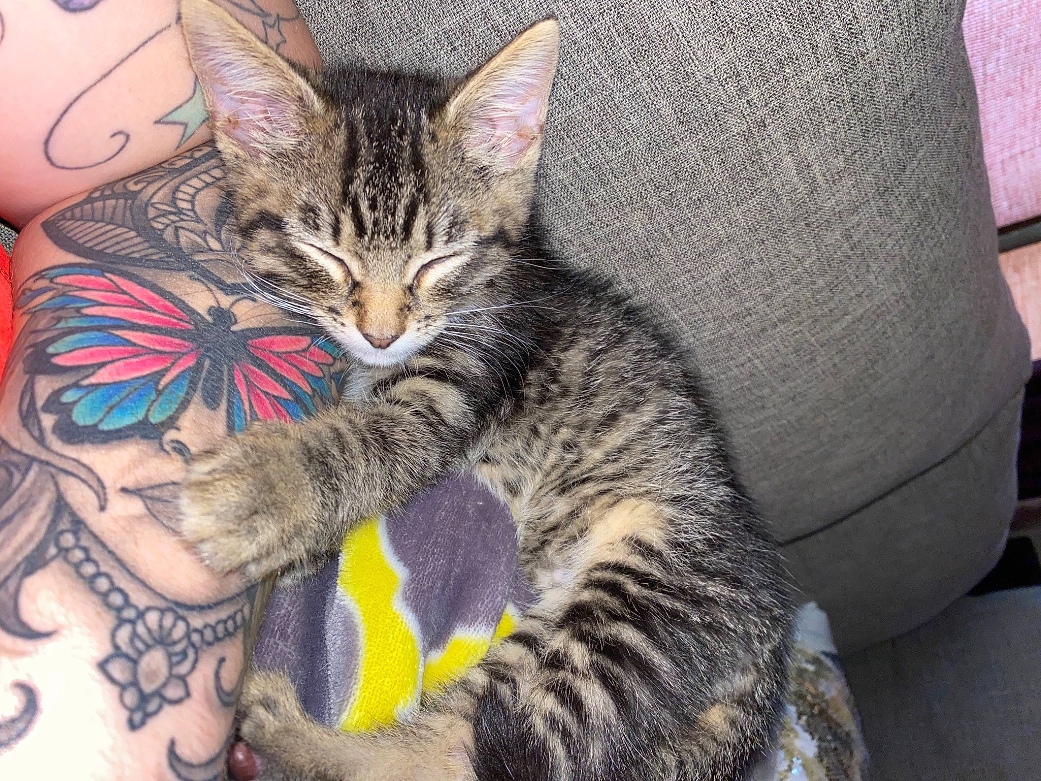 Cyrus joined the competition — help win amazing prizes! art, carnivore, cat, claw, comfort, domestic_short_haired_cat, fawn, felidae, foot, fur, leg, nail, organism, pattern, paw, small_to_medium_sized_cats, snout, temporary_tattoo, terrestrial_animal, whiskers