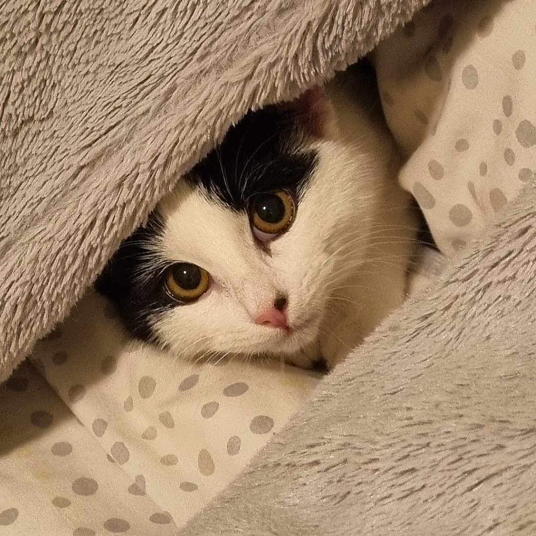 Willow is registered to the contest to win money with this photo: animal, bed, blanket, cat, closeup, comfort, cozy, cute, domestic, face, fur, indoor, mammal, pet, relaxed, resting, sleepy, soft, warm, whiskers