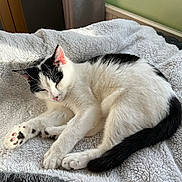 Willow joined the competition — help win amazing prizes! cat, black_and_white, sleeping, feline, pet, cozy, blanket, soft_texture, indoor, sunlight, relaxing, paw, tail, fur, cute, domestic_animal, resting, animal, comfort, peaceful