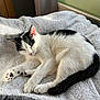 cat, black_and_white, sleeping, feline, pet, cozy, blanket, soft_texture, indoor, sunlight, relaxing, paw, tail, fur, cute, domestic_animal, resting, animal, comfort, peaceful