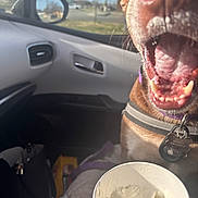 Sandy is registered to the contest to win money with this photo: animal, bag, blanket, car_interior, collar, cup, daylight, dog, dog_tag, ice_cream, mouth_open, pet, road, seat, seatbelt, side_mirror, sky, teeth, tree, window