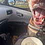 animal, bag, blanket, car_interior, collar, cup, daylight, dog, dog_tag, ice_cream, mouth_open, pet, road, seat, seatbelt, side_mirror, sky, teeth, tree, window