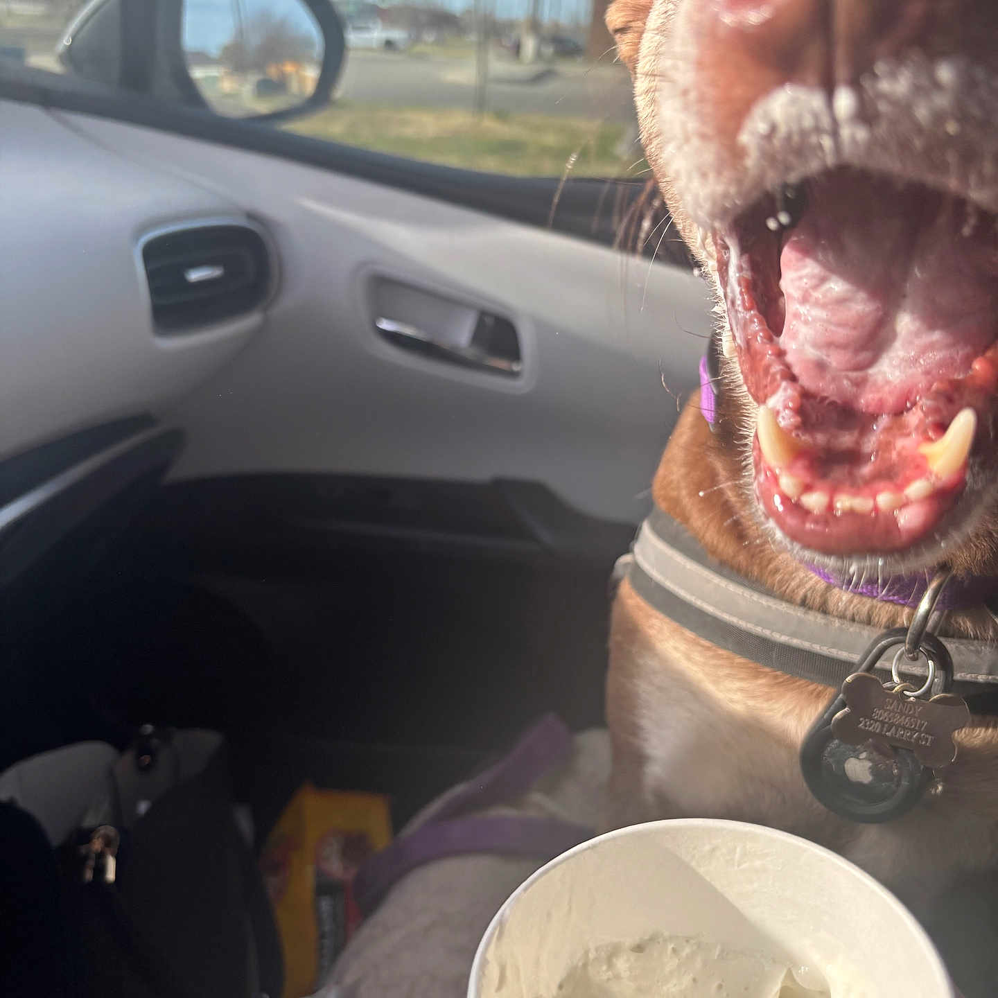 Sandy is registered to the contest to win money with this photo: animal, bag, blanket, car_interior, collar, cup, daylight, dog, dog_tag, ice_cream, mouth_open, pet, road, seat, seatbelt, side_mirror, sky, teeth, tree, window