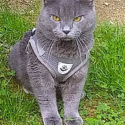 Fatty Fat is registered to the contest to win money with this photo: cat, gray_cat, pet, animal, grass, greenery, outdoor, harness, whiskers, clover, feline, cute, sitting, nature, fur, eyes, muzzle, portrait, domestic_cat, ground
