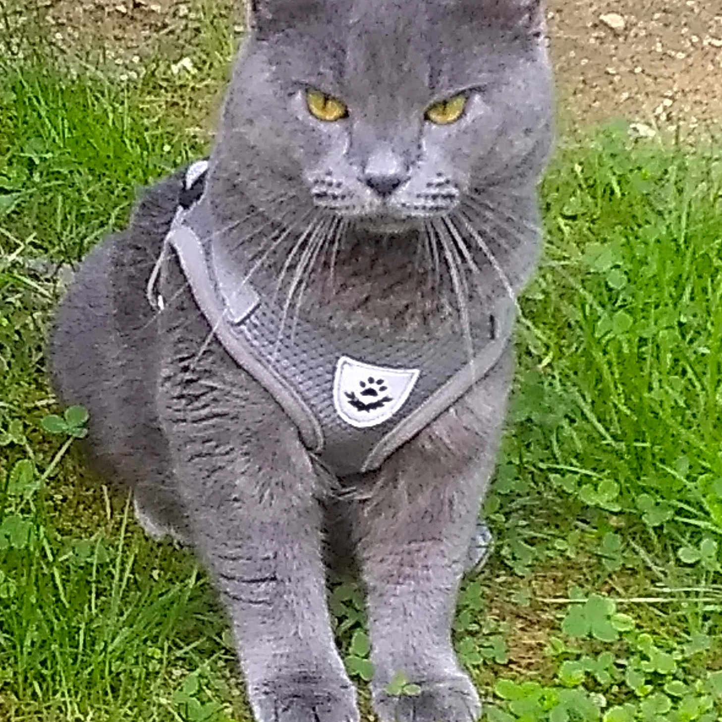 Fatty Fat is registered to the contest to win money with this photo: cat, gray_cat, pet, animal, grass, greenery, outdoor, harness, whiskers, clover, feline, cute, sitting, nature, fur, eyes, muzzle, portrait, domestic_cat, ground