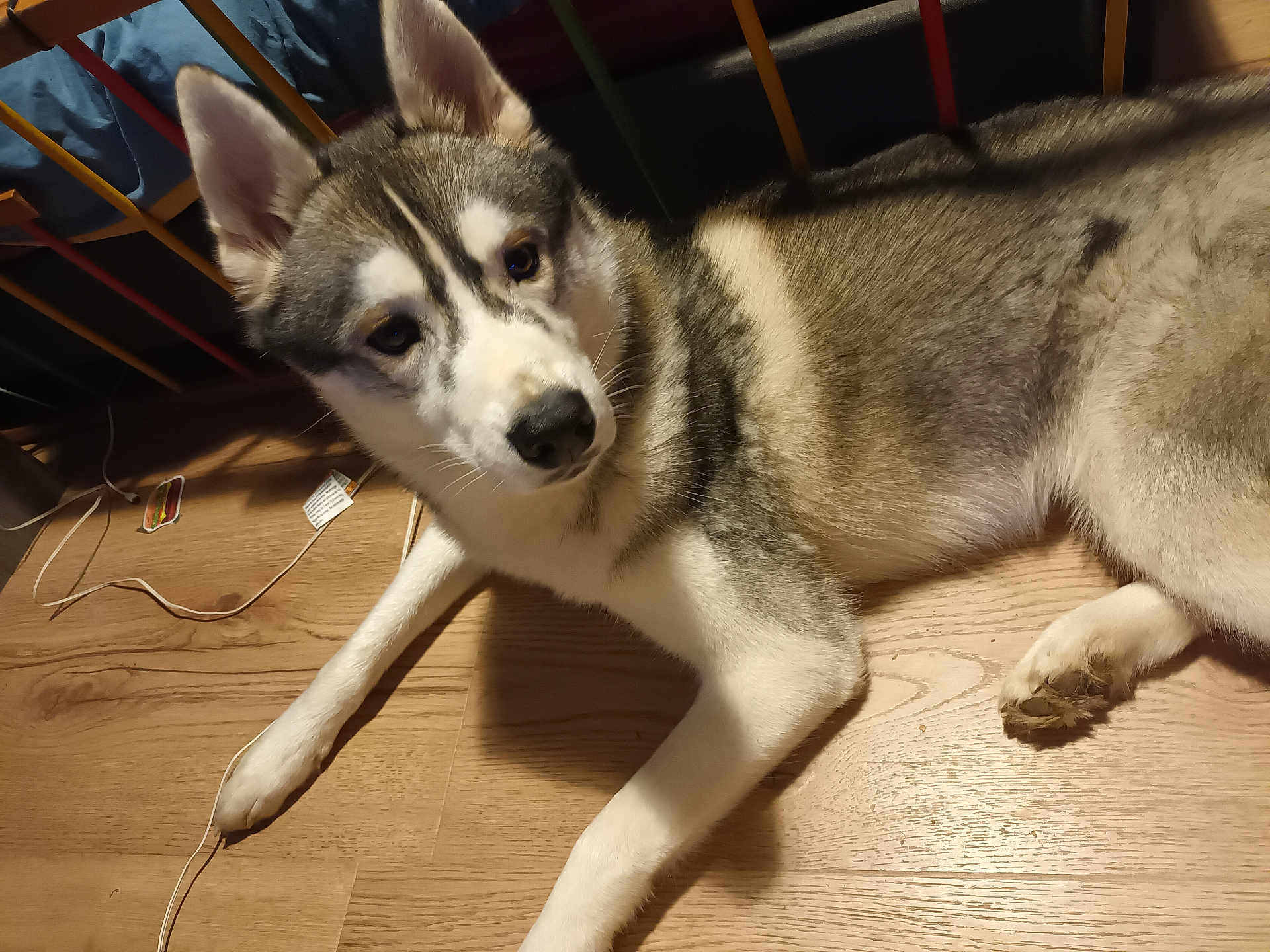 Adès participe au concours pour gagner de l'argent avec cette photo : dog, husky, pet, animal, indoor, floor, wooden_floor, laying_down, ears, curious, canine, fur, white, gray, black, paw, household, chair, cord, relaxed