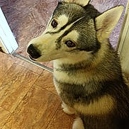 Adès a rejoint le concours — aidez-le/la à gagner de superbes lots ! dog, husky, pet, animal, indoor, floor, tile_floor, fur, ears, eyes, looking_back, sitting, chew_toy, brown, white, black, canine, companion, cute, portrait