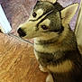 dog, husky, pet, animal, indoor, floor, tile_floor, fur, ears, eyes, looking_back, sitting, chew_toy, brown, white, black, canine, companion, cute, portrait