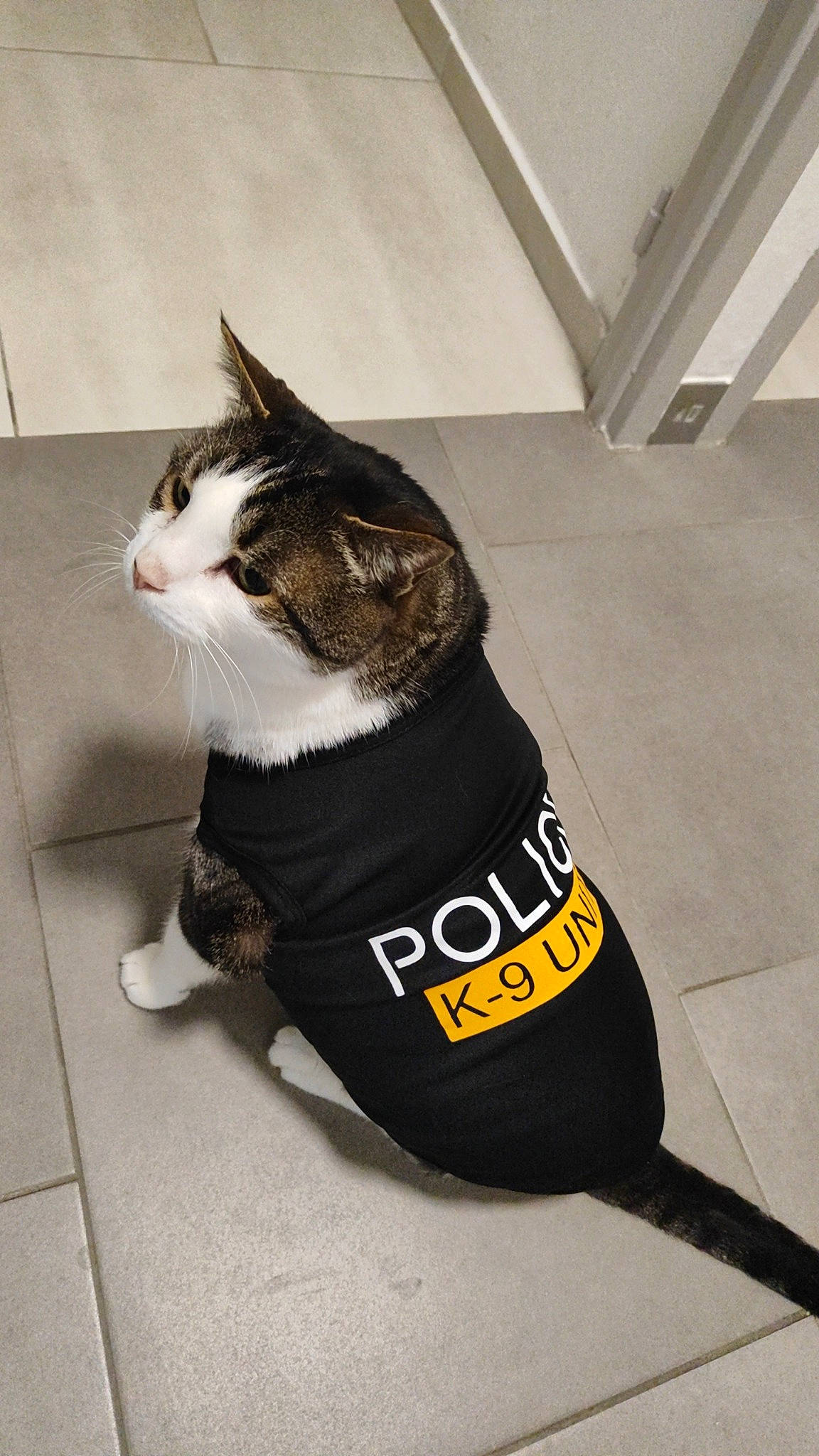 Cocotte a rejoint le concours — aidez-le/la à gagner de superbes lots ! bag, carnivore, cat, collar, domestic_short_haired_cat, fashion_accessory, felidae, flooring, fur, packaging_and_labeling, paw, pet_supply, small_to_medium_sized_cats, snout, tail, whiskers