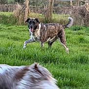Ingrid a rejoint le concours — aidez-le/la à gagner de superbes lots ! dog, dogs, brindle_dog, fluffy_dog, outdoor, grass, field, countryside, fence, rural, running, walking, playful, happy, tongue_out, raised_paw, animal, fur, greenery, motion