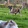dog, dogs, brindle_dog, fluffy_dog, outdoor, grass, field, countryside, fence, rural, running, walking, playful, happy, tongue_out, raised_paw, animal, fur, greenery, motion