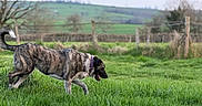 Ingrid participe au concours pour gagner de l'argent avec cette photo : dog, brindle_dog, outdoors, meadow, grass, countryside, rural, landscape, field, walking, running, profile, curled_tail, collar, fence, trees, hills, greenery, daylight, animal