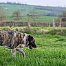 dog, brindle_dog, outdoors, meadow, grass, countryside, rural, landscape, field, walking, running, profile, curled_tail, collar, fence, trees, hills, greenery, daylight, animal
