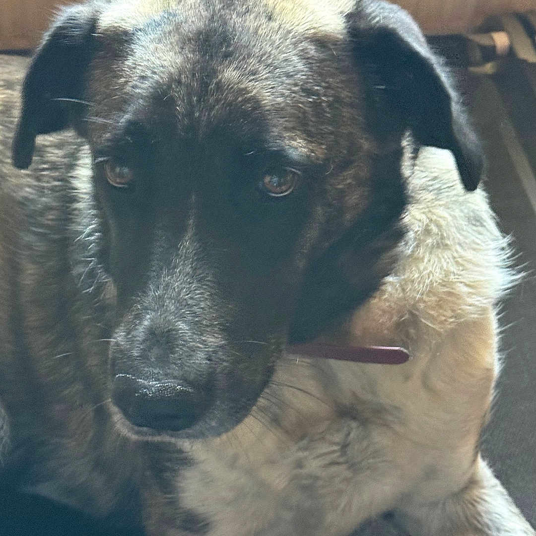 Ingrid a rejoint le concours — aidez-le/la à gagner de superbes lots ! dog, pet, canine, brindle_fur, floppy_ears, brown_fur, black_fur, sitting, portrait, close_up, indoors, couch, furniture, collar, leash, looking_at_camera, serious_expression, cozy, wood_paneling, animal_photography